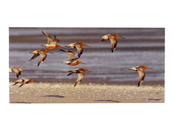 Karte: Pfuhlschnepfen