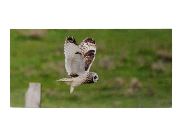 Karte: Sumpfrohreule