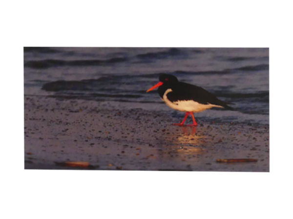 Karte: Austernfischer