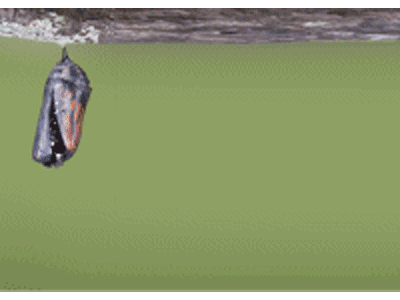 Karte: schlüpfender Monarchenfalter