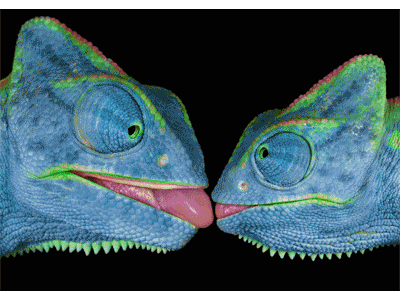 Karte: Jemenchamäleons