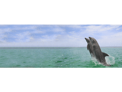 Lesezeichen: große Tümmler