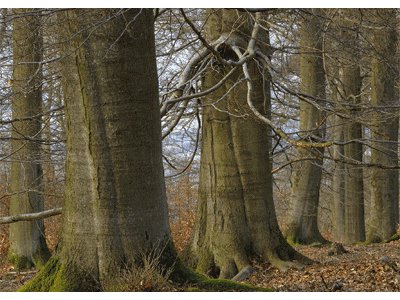Karte: Buchen Jahreszeiten
