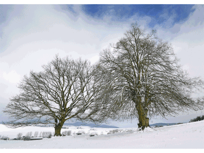 Karte: Eiche und Linde Jahreszeiten