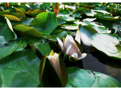 Karte: aufblühende Seerose