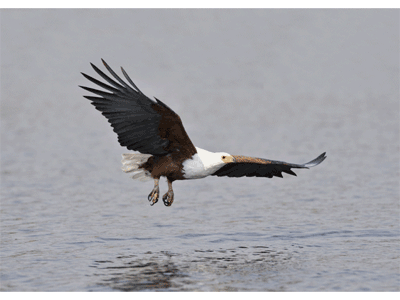 Karte: Schreiseeadler