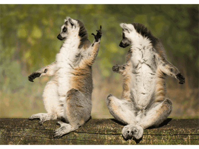 Karte: streitende Lemuren