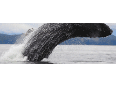 Lesezeichen: Buckelwal-Sprung