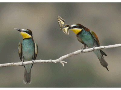 Karte: Bienenfresser Balz