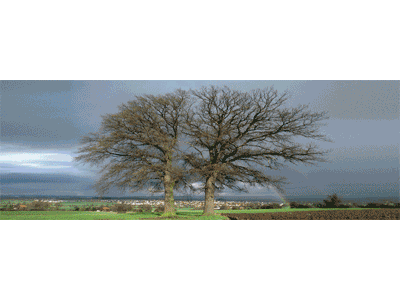 Lesezeichen: Zwillingseiche Jahreszeiten