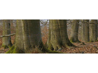 Lesezeichen: Alte Buchen in vier Jahreszeiten