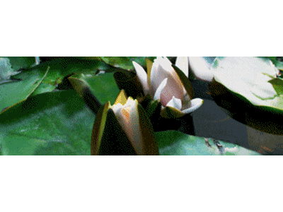 Lesezeichen: aufblühende Seerosen