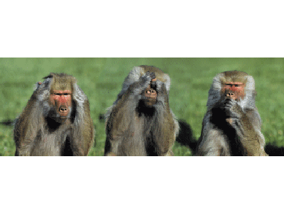 Lesezeichen: Die drei Paviane