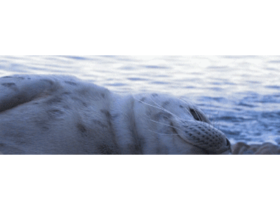 Lesezeichen: müder Seehund