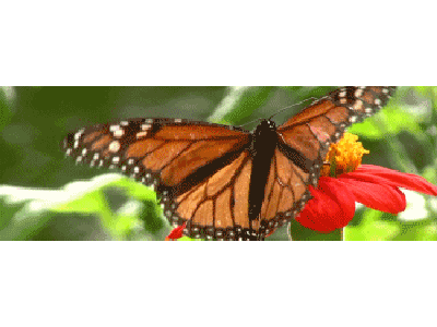 Lesezeichen: Monarchschmetterling