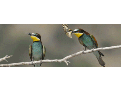 Lesezeichen: Bienenfresser Balz