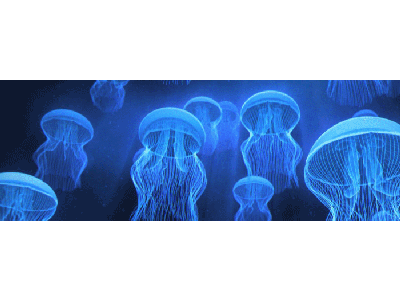 Lesezeichen: Quallenschwarm