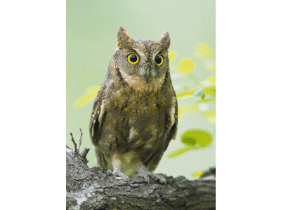 Karte: neugierige Eule