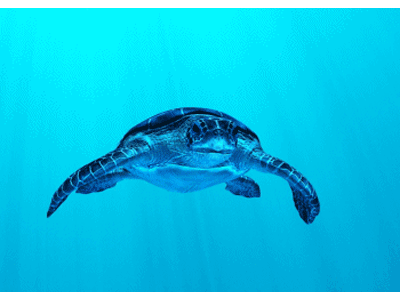 Karte: Grüne Meeresschildkröte