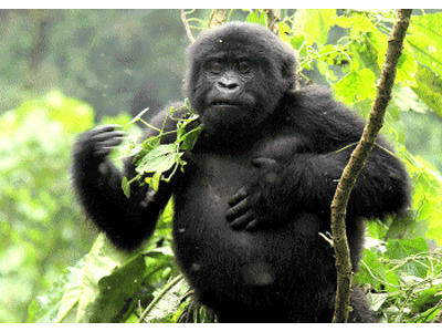 Karte: Berggorilla-Baby