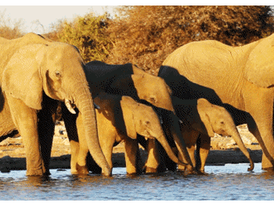 Karte: Elefantenfamilie