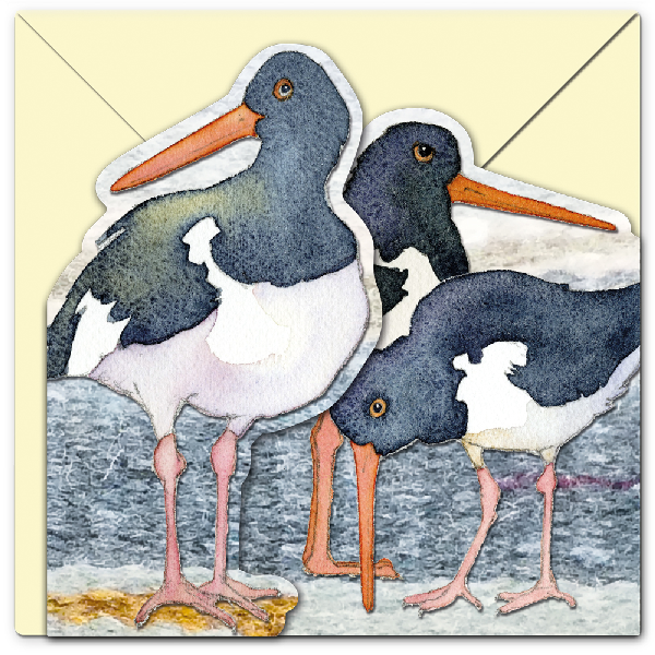 Karte zum Aufklappen: Austernfischer