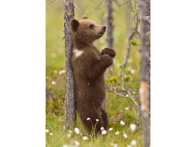 Karte: Braunbär juckt sich Lentikular Karte: Braunbär juckt sich