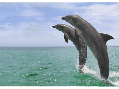 Karte: Delphinsprung Lentikular Karte: Delphinsprung