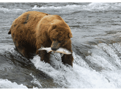 Karte: Grizzlybär fängt Lachs Lentikular Karte: Grizzlybär fängt Lachs