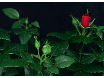 Karte: rote Rosen