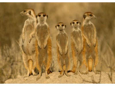 Karte: wachsame Erdmännchen Lentikular Karte: wachsame Erdmännchen