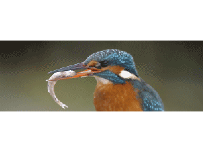 Lentikular Lesezeichen: Eisvogel frißt Fisch