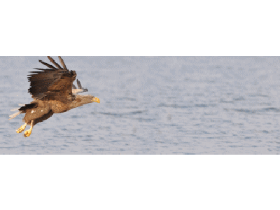 Lentikular Lesezeichen: fischender Seeadler