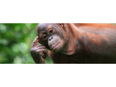 Lesezeichen: frecher Orang-Utan Lentikular Lesezeichen: frecher Orang Utan