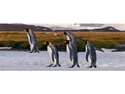 Lesezeichen: Köningspinguin-Marsch Lentikular Lesezeichen: Köningspinguin Marsch