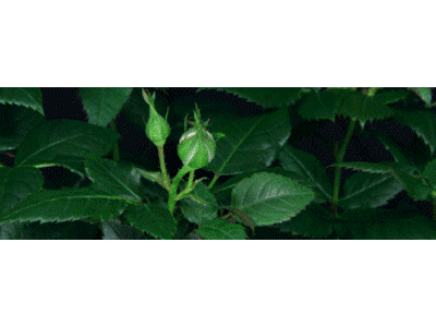 Lentikular Lesezeichen: rote Rosen