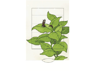 Raupe-Schmetterling