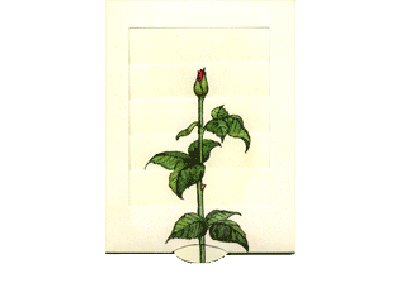 Rose Bärenpresse - Lebende Karte - Motiv: Rose