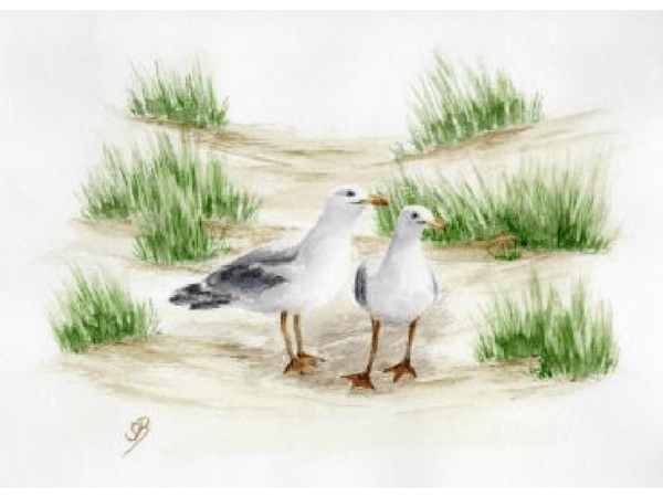 Postkarte: Möwenpaar in den Dünen