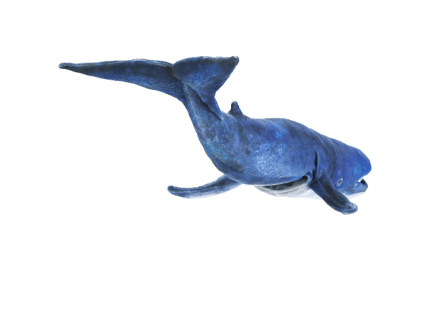 Handpuppe: Blauwal